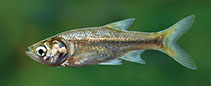 Image of Amblypharyngodon melettinus (Attentive carplet)