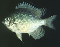 Image of Amblyglyphidodon indicus (Maldives damselfish)