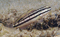 Image of Amblygobius linki (Link\