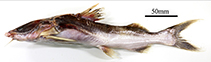 Image of Notarius phrygiatus (Kukwari sea catfish)