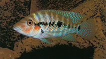 Image of Cribroheros robertsoni (False firemouth cichlid)