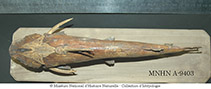 Image of Notarius rugispinis (Softhead sea catfish)