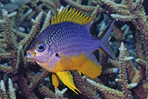 Image of Amblyglyphidodon silolona (Silolona damselfish)