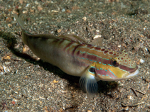 Image of Amblygobius stethophthalmus (Freckled goby)