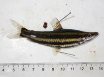 Image of Anostomus brevior 