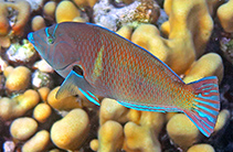 Image of Anampses caeruleopunctatus (Bluespotted wrasse)