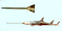 Image of Anoxypristis cuspidata (Pointed sawfish)