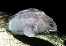 Image of Anarhichas denticulatus (Northern wolffish)