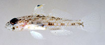 Image of Ancistrogobius dipus (Double-fin cheek-hook goby)