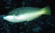 Image of Anampses elegans (Elegant wrasse)