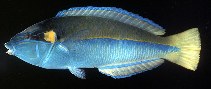 Image of Anampses elegans (Elegant wrasse)