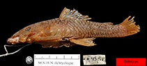 Image of Ancistrus erinaceus 