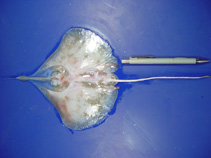 Image of Springeria folirostris (Leaf-nose leg skate)