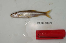 Image of Anaecypris hispanica (Spanish minnowcarp)