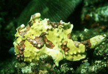 Image of Antennarius maculatus (Warty frogfish)