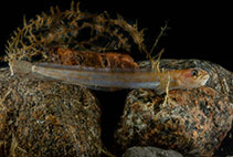 Image of Anisarchus medius (Stout eelblenny)