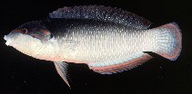 Image of Anampses neoguinaicus (New Guinea wrasse)