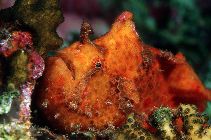 Image of Abantennarius nummifer (Spotfin frogfish)