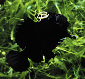 Image of Antennarius striatus (Striated frogfish)