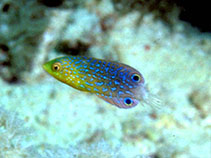 Image of Anampses twistii (Yellowbreasted wrasse)