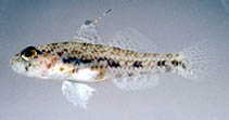 Image of Ancistrogobius yanoi (Yano’s cheek-hook goby)