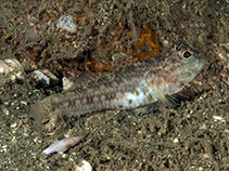 Image of Ancistrogobius yoshigoui (Threadless cheek-hook goby)