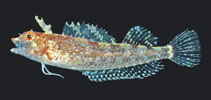 Image of Apopterygion alta (Tasselled Threefin)