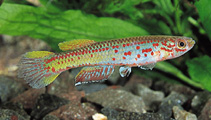 Image of Aphyosemion amoenum (Red-finned killi)