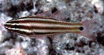 Image of Ostorhinchus angustatus (Broadstriped cardinalfish)