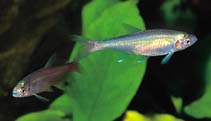 Image of Aphyocharax anisitsi (Bloodfin tetra)