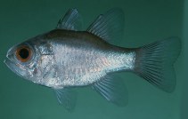 Image of Nectamia ignitops (Fire-eye cardinalfish)