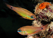 Image of Ostorhinchus capricornis (Capricorn cardinalfish)