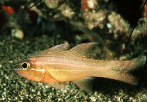 Image of Ostorhinchus chrysotaenia (Yellowlined cardinalfish)