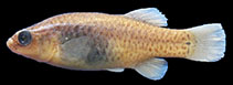 Image of Esmaeilius darabensis 