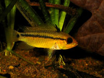 Image of Apistogramma eremnopyge 