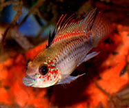 Image of Apistogramma eremnopyge 