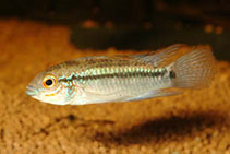 Image of Apistogramma eremnopyge 