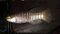 Image of Aphanius fasciatus (Mediterranean banded killifish)