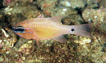 Image of Ostorhinchus flagelliferus (Coachwhip cardinal)