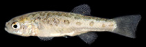 Image of Aphaniops furcatus 