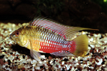 Image of Apistogramma hongsloi 