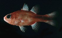 Image of Apogon lativittatus 