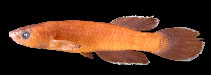 Image of Nimbapanchax maeseni 