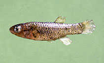 Image of Paraphanius mento (Pearl-spotted killifish)