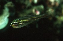 Image of Ostorhinchus nanus (Tiny cardinalfish)