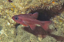 Image of Lepidamia natalensis 