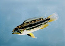 Image of Apistogramma ortmanni 