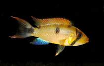 Image of Apistogramma pantalone 