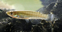 Image of Aplocheilus parvus (Dwarf panchax)