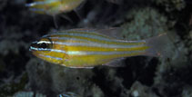 Image of Ostorhinchus properuptus (Southern orange-lined cardinal fish)